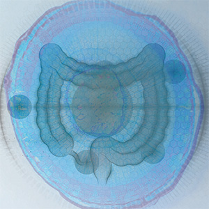 Protect (Beutel) Bild zu Verdauungsfördernde Wirkung