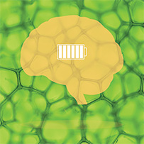 Daily Essentials Set Bild zu Energie- und Vitalitätsboost