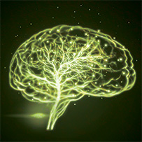 Multi Bild zu Support for the Nervous System