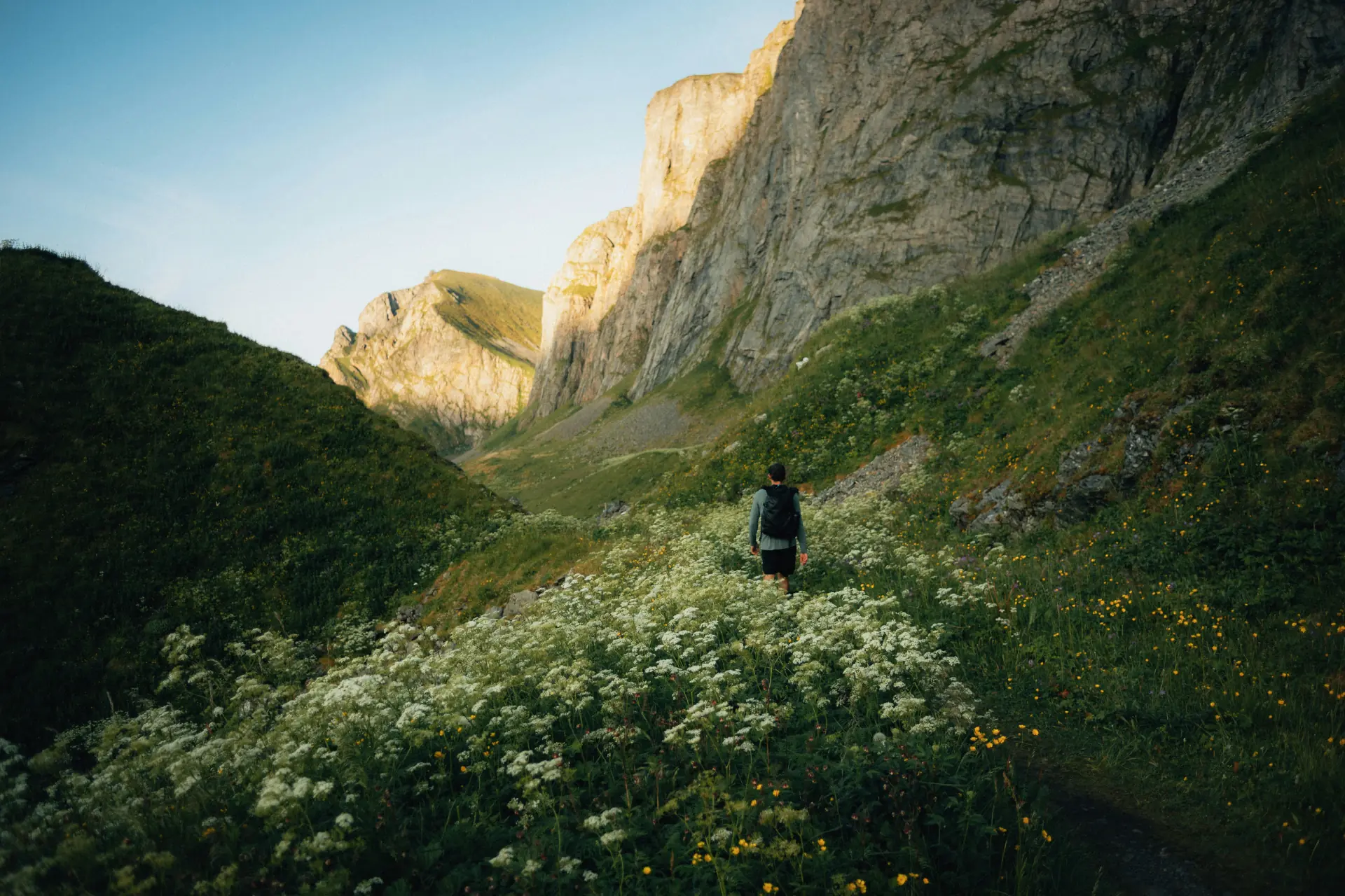 Produktbild von Immune Akut Set von artgerecht – hochwertige Qualität