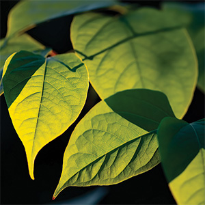 Resveratrol Longevity Bild zu Extracted from Japanese knotweed