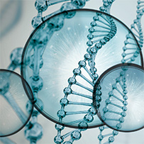 Spermidin Longevity Bild zu Unterstützung des zellulären Stoffwechsels