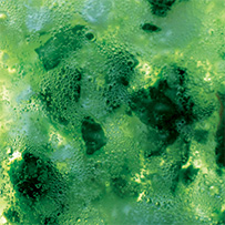 Nzym Enzym Komplex Bild zu mittels pflanzlicher Fermentation extrahiert