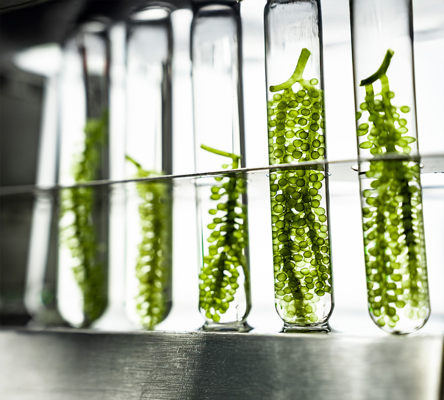 Symbolbild für FAQ zu Omega 3 Vegan High EPA – Antworten auf deine Fragen