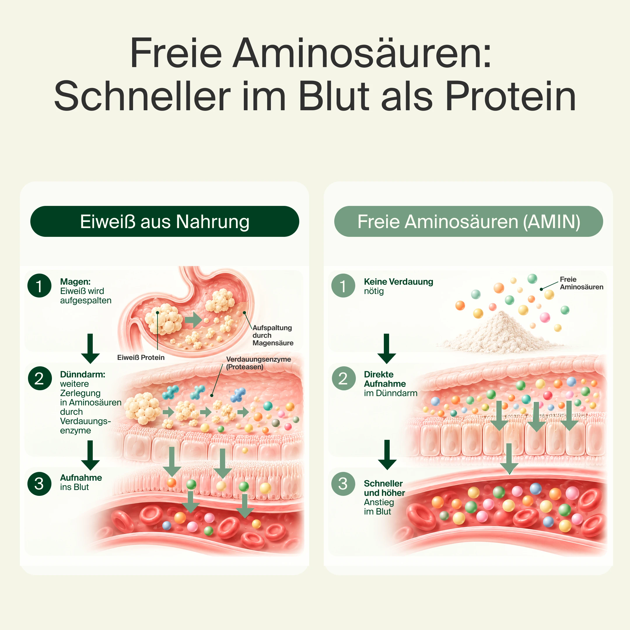 Aminosäuren Sticks EVAA®  | EAA & BCAA Komplex
