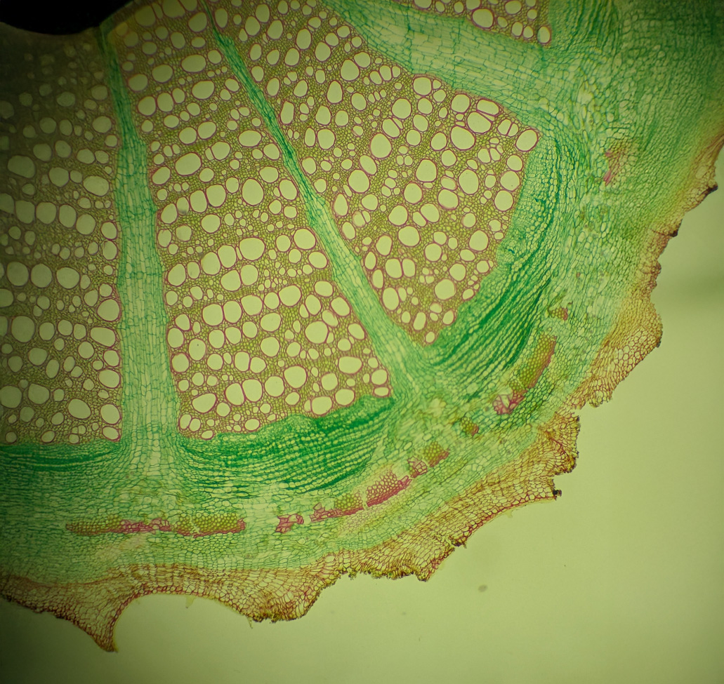 Symbolbild für FAQ zu Resveratrol Longevity – Antworten auf deine Fragen