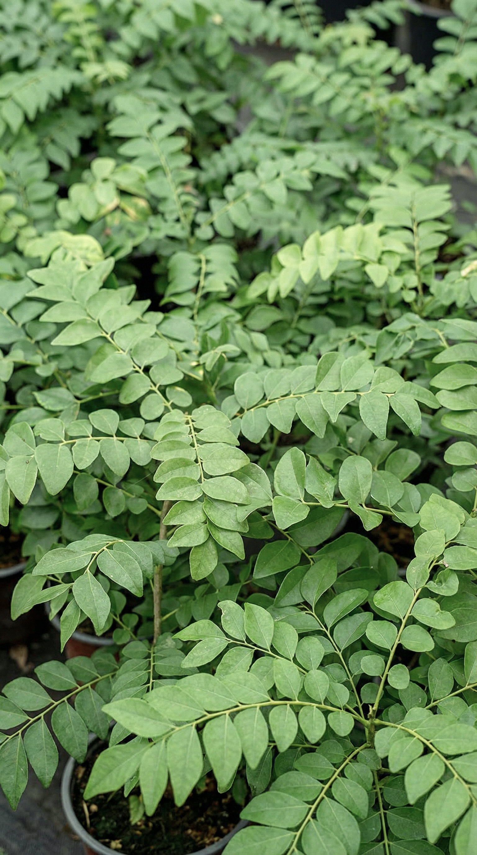 Natural Iron CLN® | Eisen Komplex Bild zu Rein pflanzliche Eisenquellen