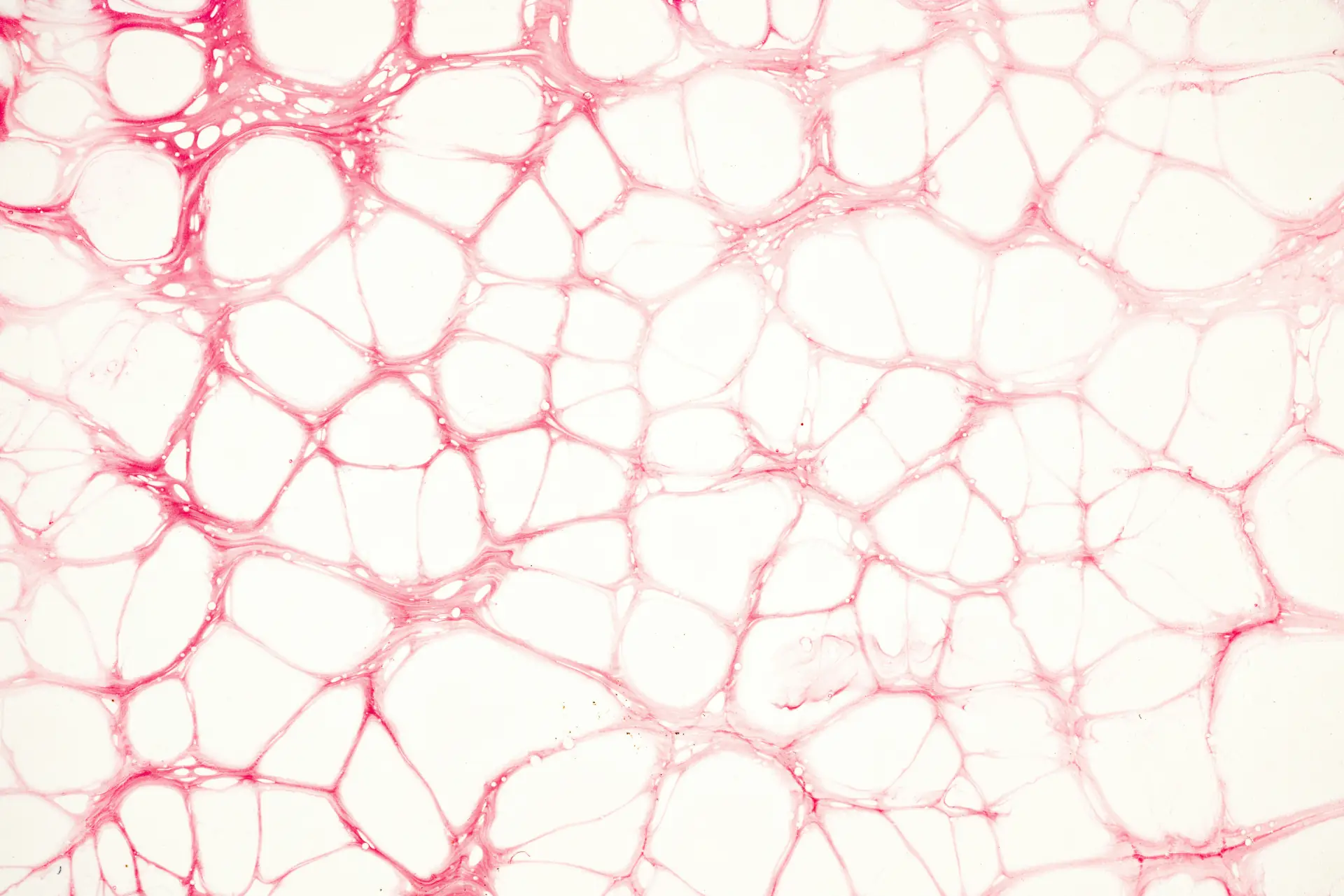 Berberin Blutzucker Komplex Bild zu Unterstützung der Blutgefäßfunktion²