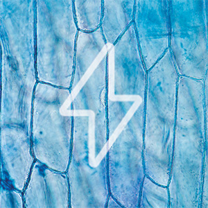 Elektrolyte Pure Bild zu 100% isotonic thanks to ideal osmolarity