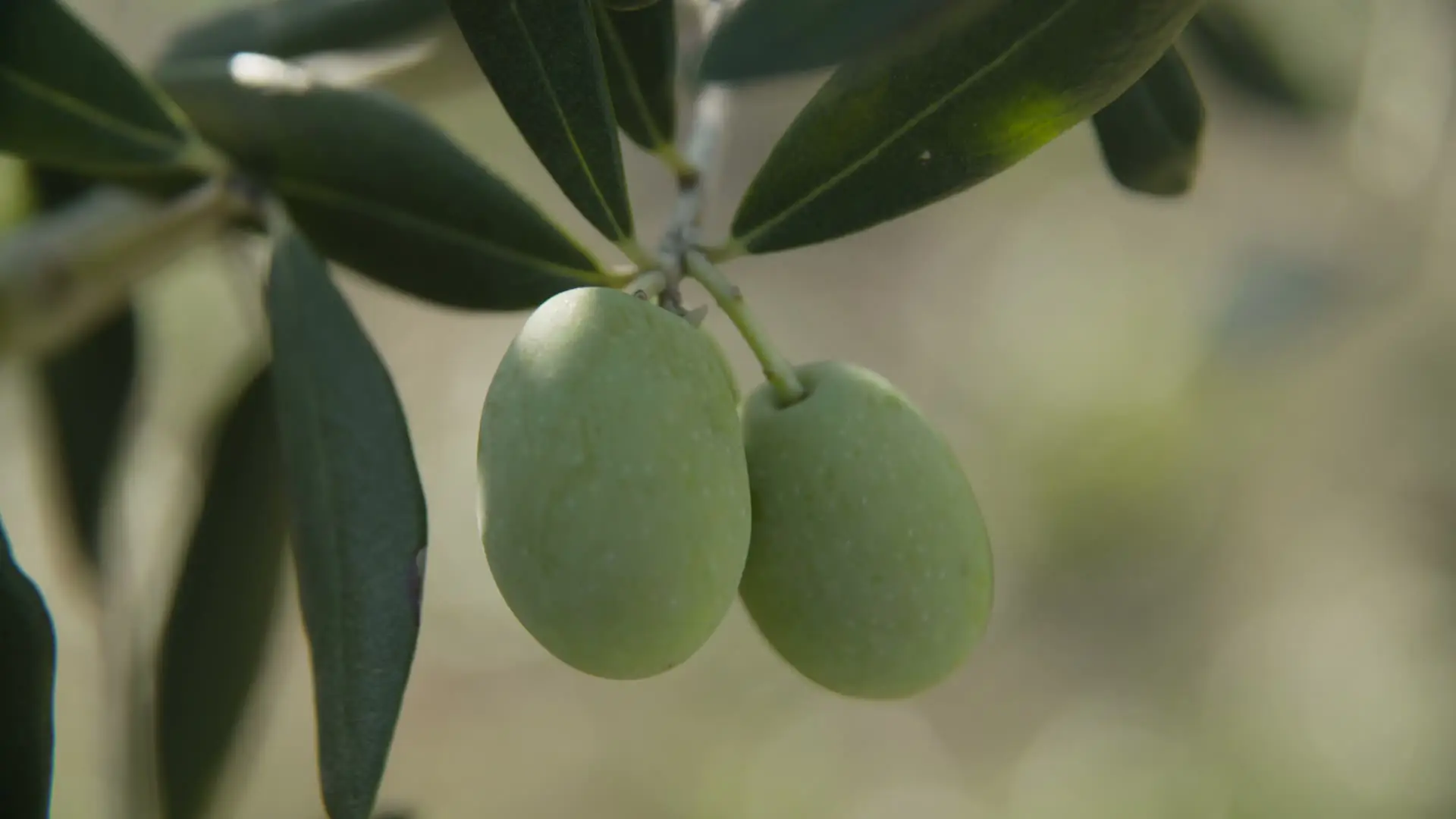 Übersicht der Inhaltsstoffe von Phenolio Bio Olivenöl 500 mL – natürlich & rein