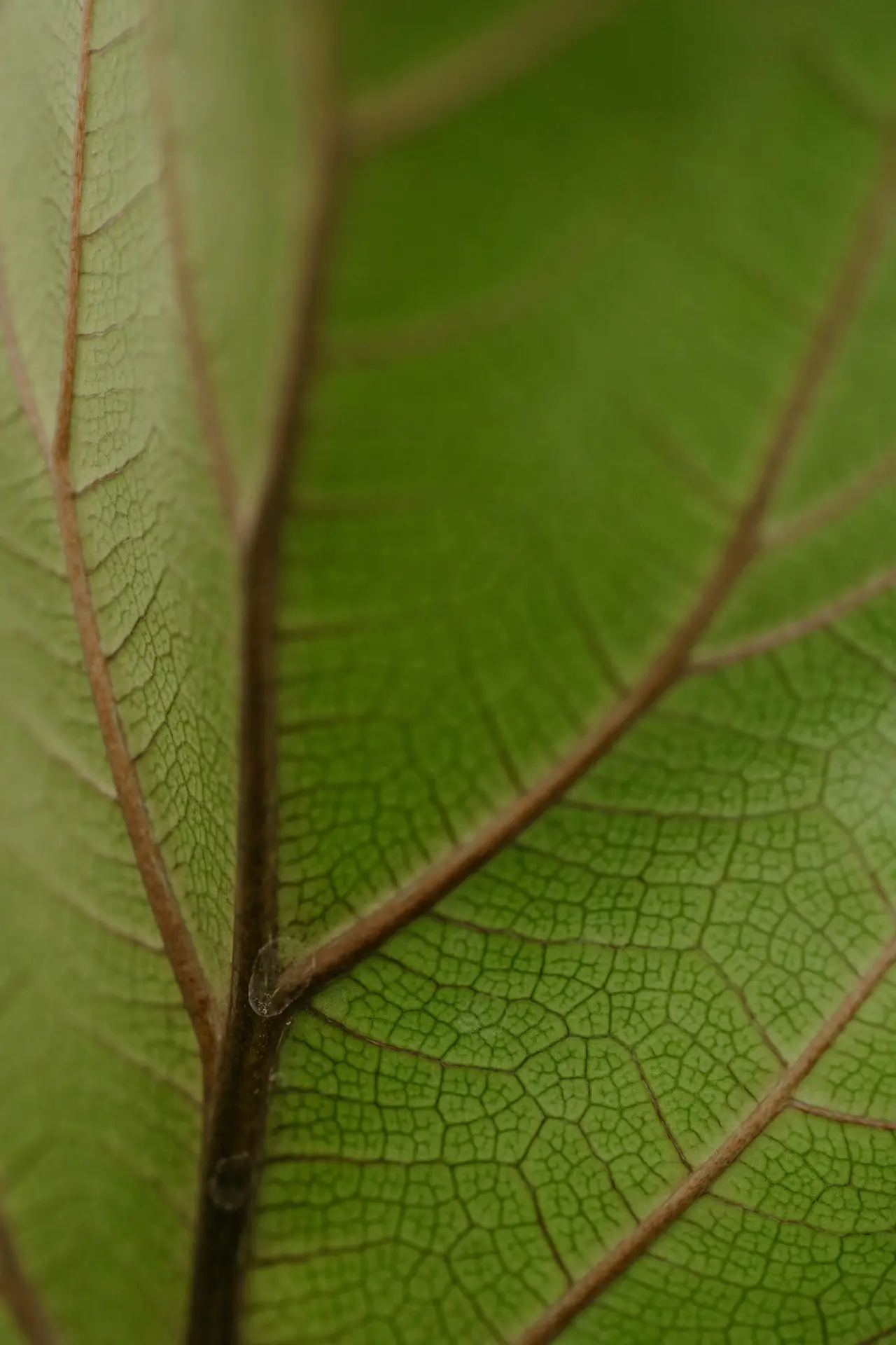 kardiovaskulare balance