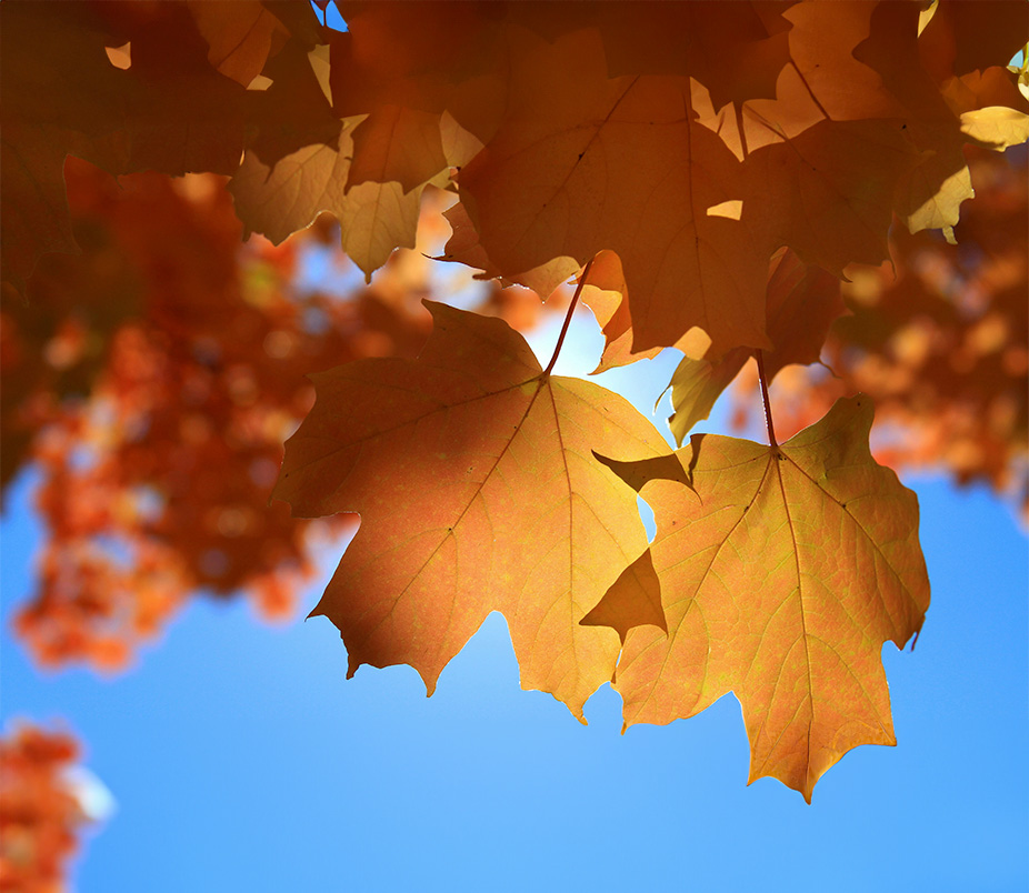 Darstellung von Immune Strength Set – natürliche Unterstützung für dein Immunsystem