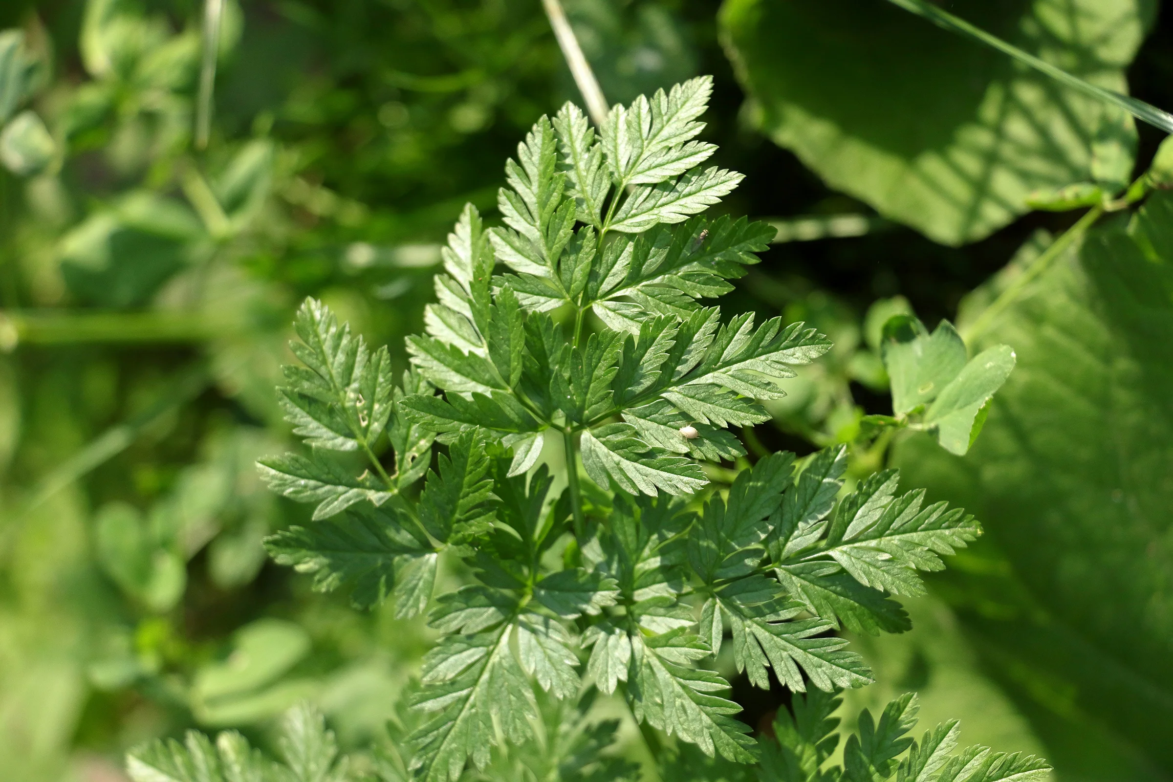Artemisia annua: Wirkung, Risiken und aktuelle Studienlage