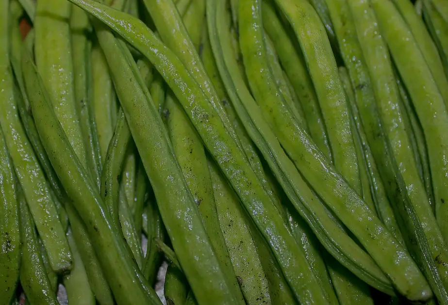 PHGG (teilhydrolysiertes Guarkernmehl): Allrounder für die Darmgesundheit?