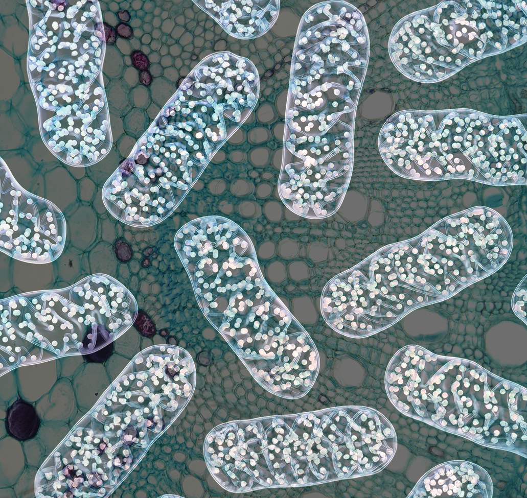 Q10 PQQ Complex Bild zu  With highly effective BMT® Q10