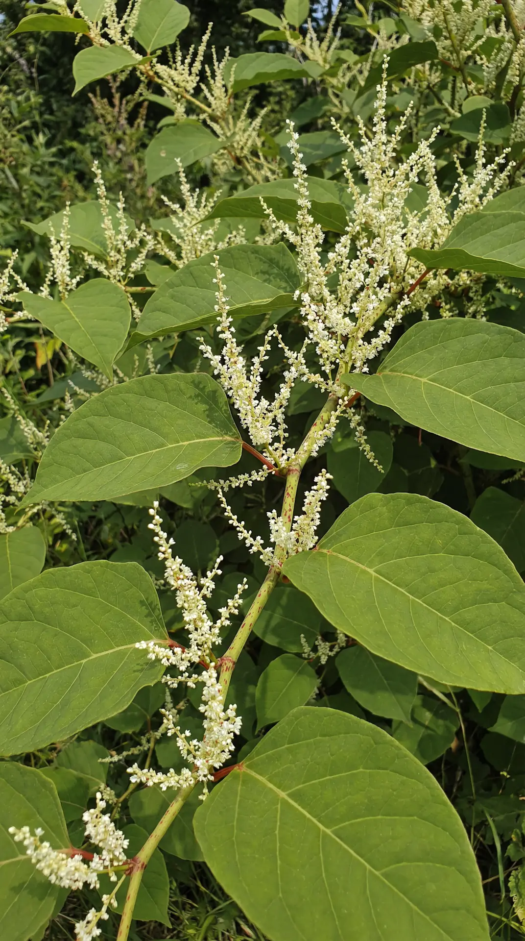 Resveratrol Longevity Bild zu Aus japanischem Staudenknöterich