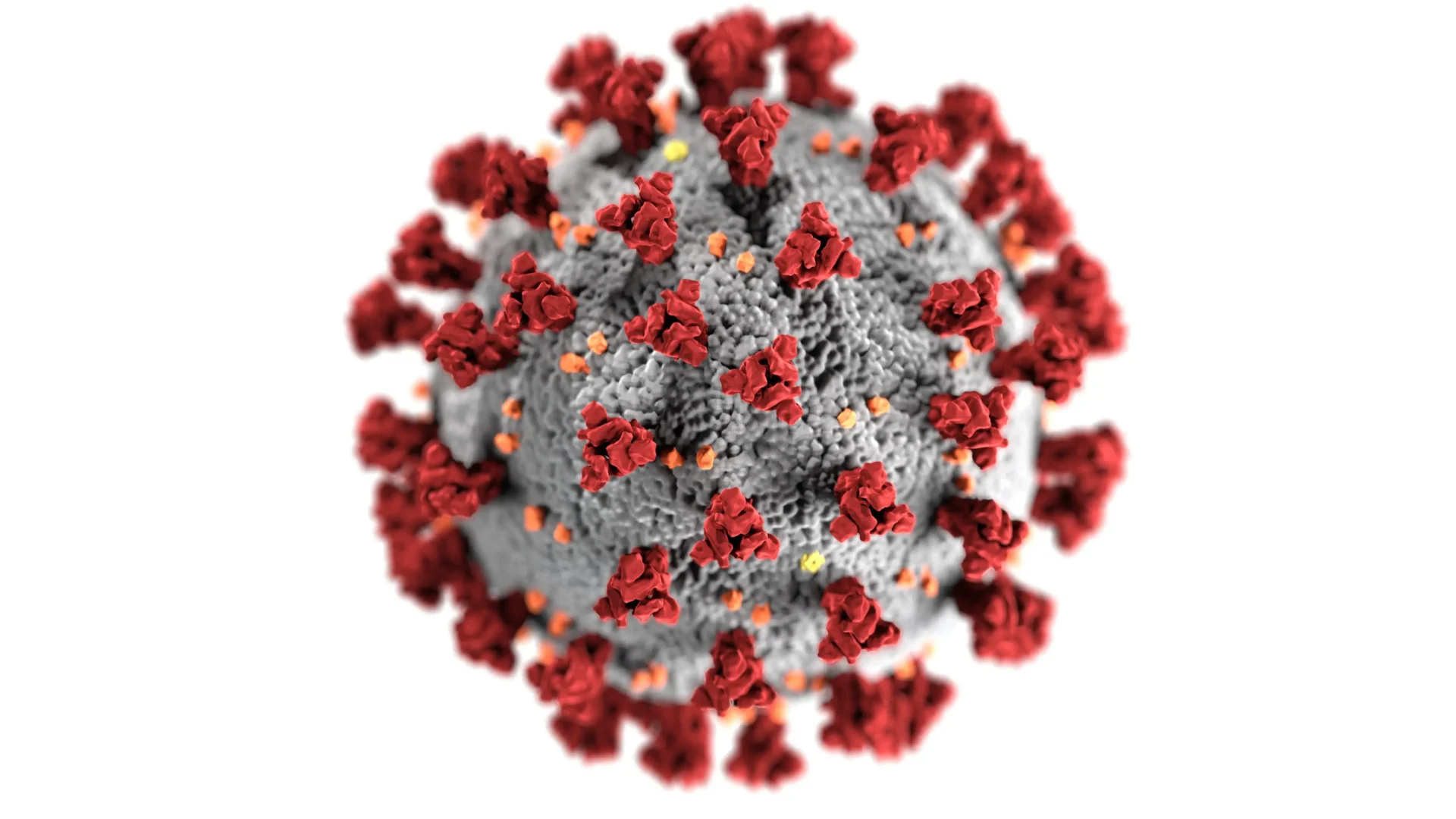 Neues aus der Forschung zu COVID-19 und Lactoferrin