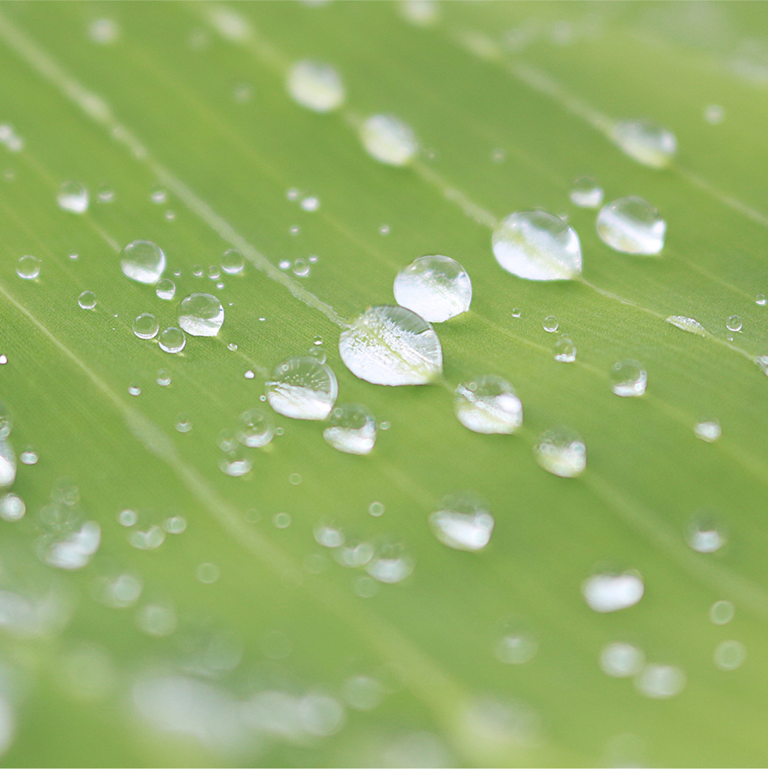 Natural Iron Bild zu Highly pure lactoferrin as an iron binder