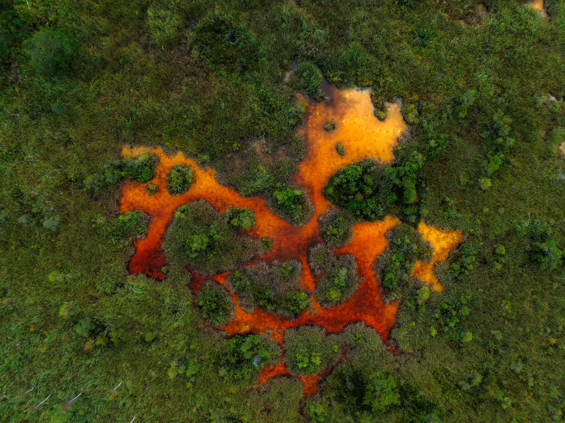 Produktbild von Berberin Blutzucker Komplex von artgerecht – hochwertige Qualität