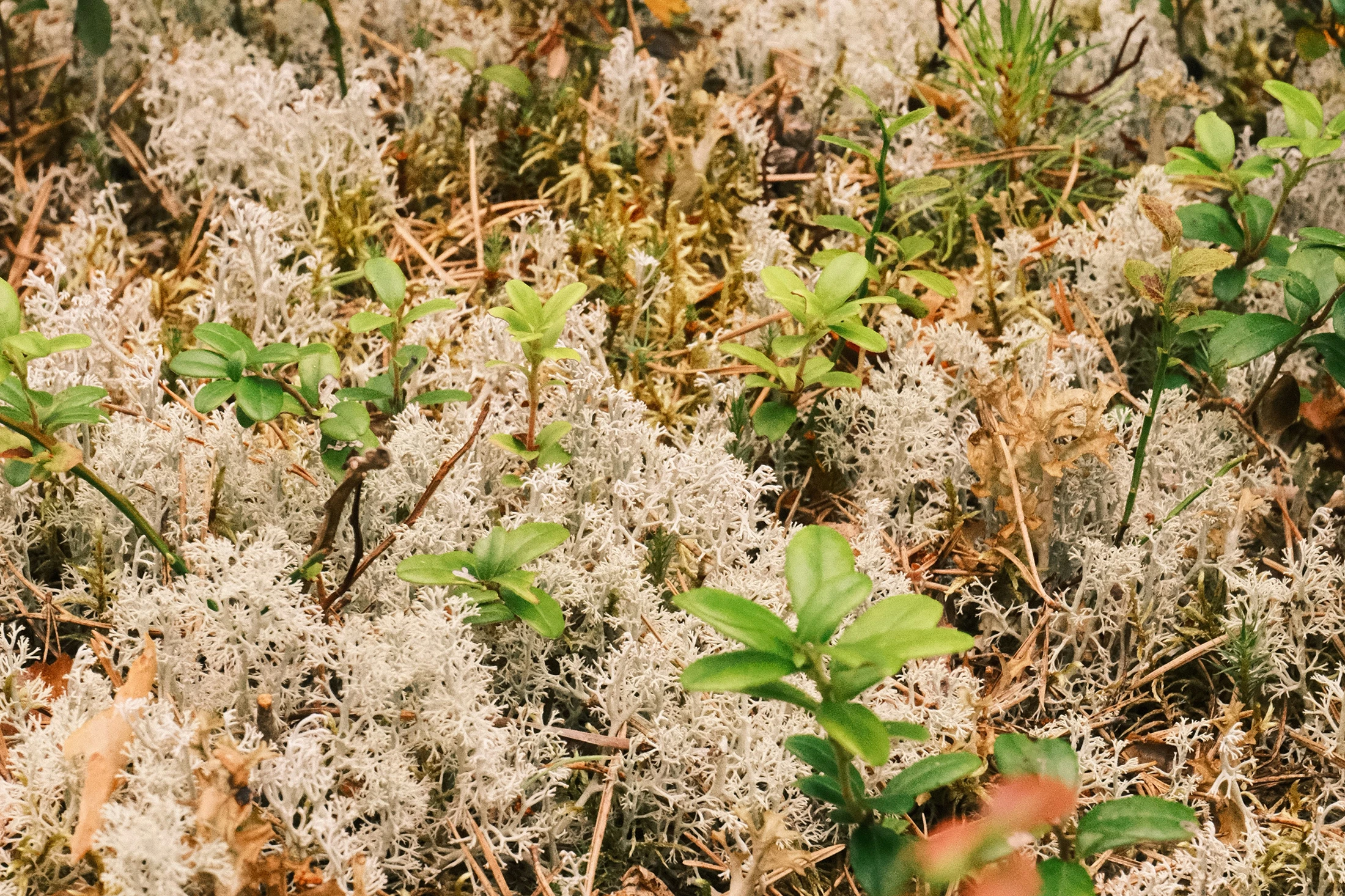 Übersicht der Inhaltsstoffe von  – natürlich & rein