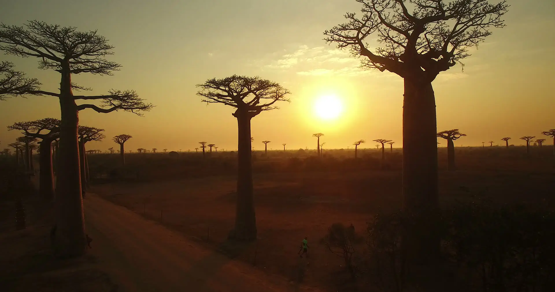 Darstellung von L-Glutamin Baobab Pulver – natürliche Unterstützung für dein Immunsystem