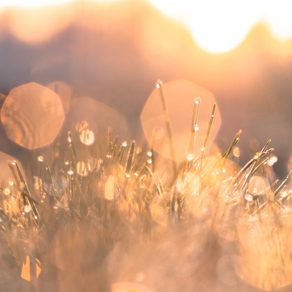 Nahrungsergänzungsmittel