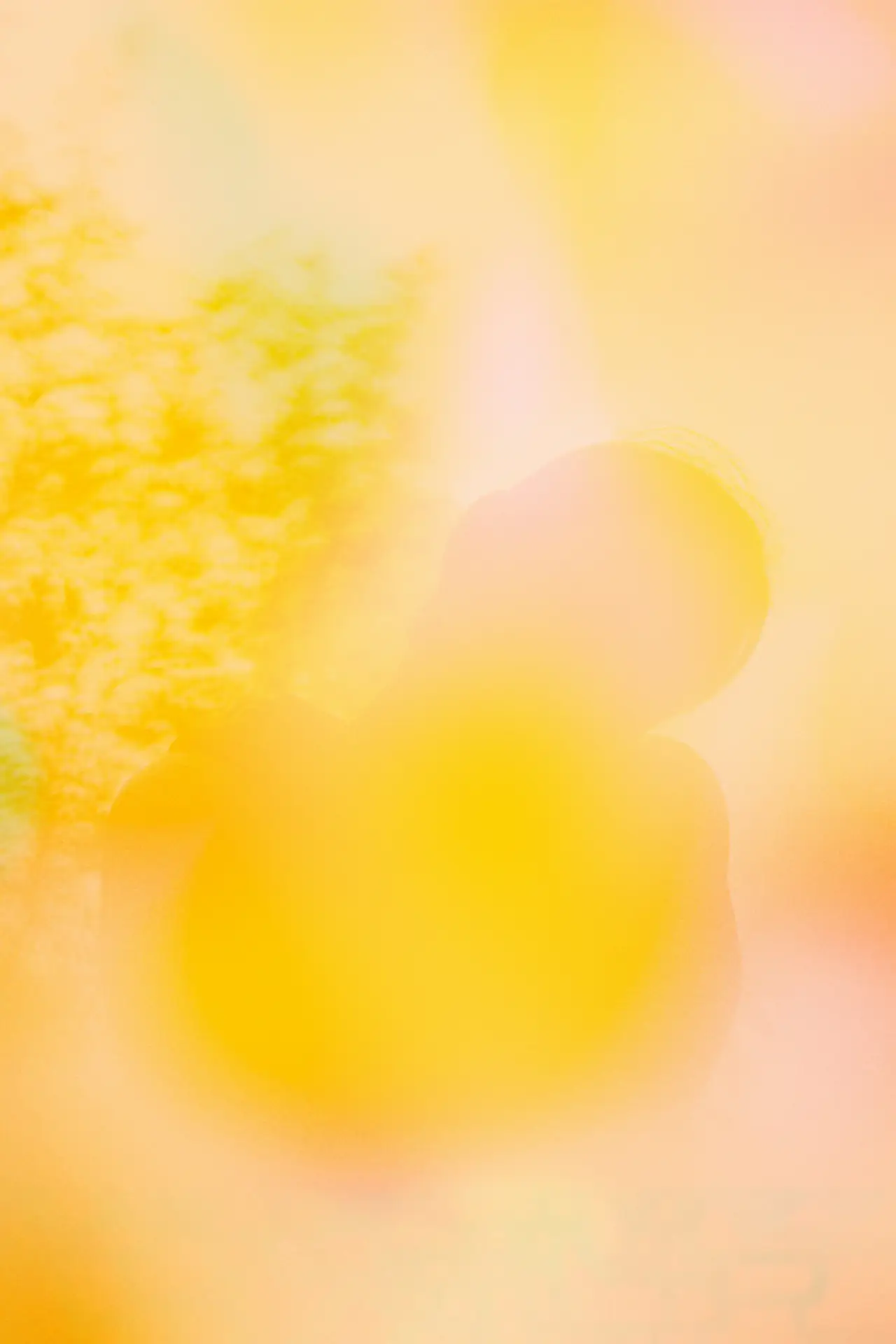 Daily Essentials Set Bild zu Energie- & Vitalitätsboost