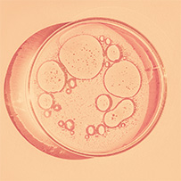Osole Vitamin D3 + K1 + K2 Bild zu Schonende Vollspektrum-Extraktion