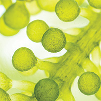 Omega 3 Vegan High EPA Bild zu Hochwertiges Algenöl