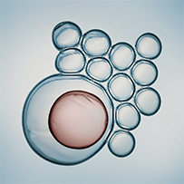 Spermidin Longevity Bild zu Natürliche Zellregeneration