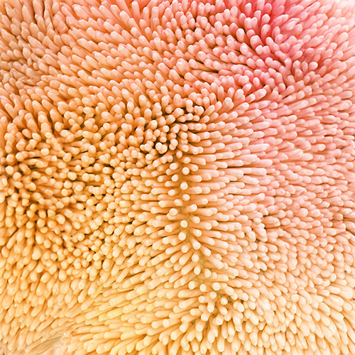 Biotic Bild zu Gesunde Verdauung