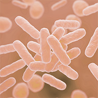 Mikrobiom Balance Set Bild zu Hochwertige probiotische Kulturen