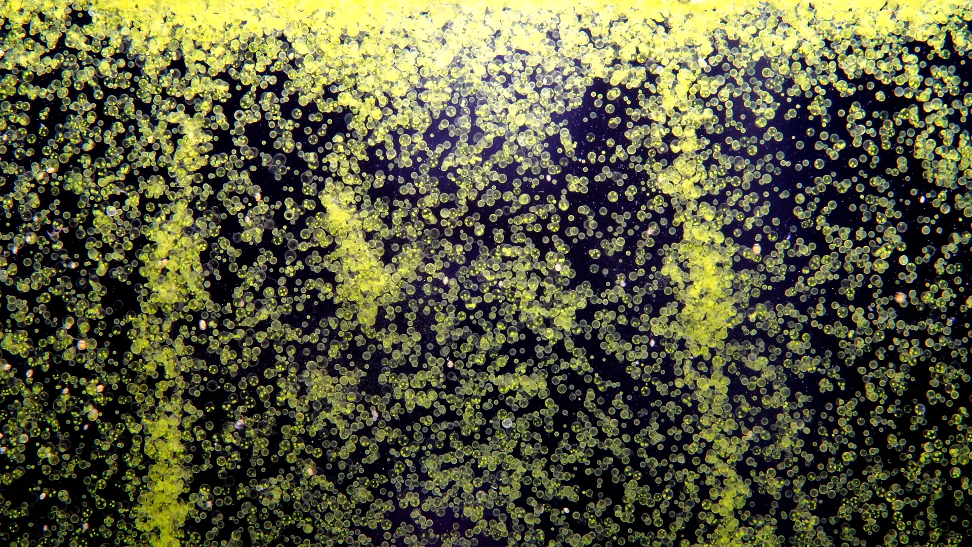 Übersicht der Inhaltsstoffe von Omega 3 Vegan EPA 350 DHA 150 – natürlich & rein