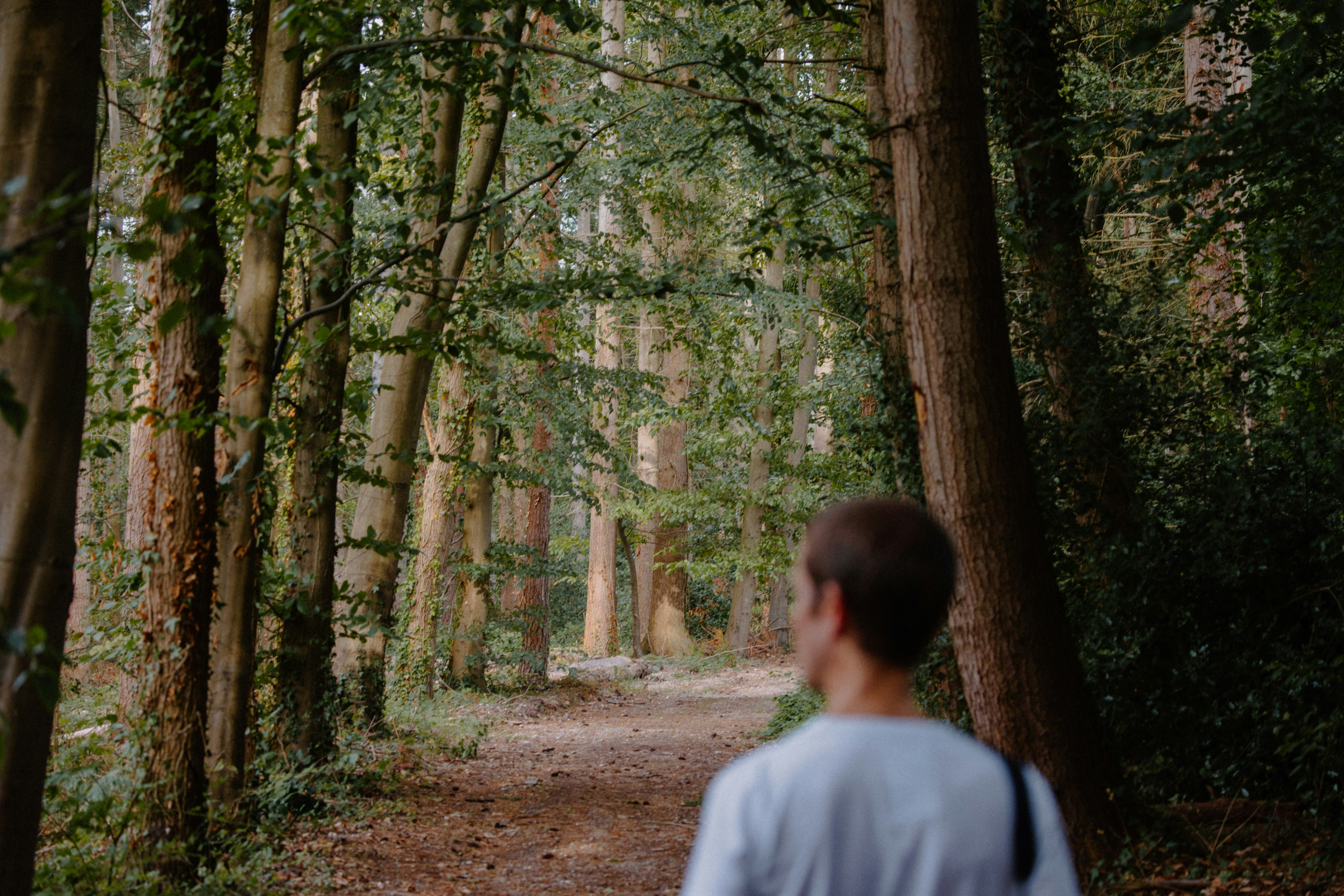 supplement routine natur wald spaziergang?ts=1782471782