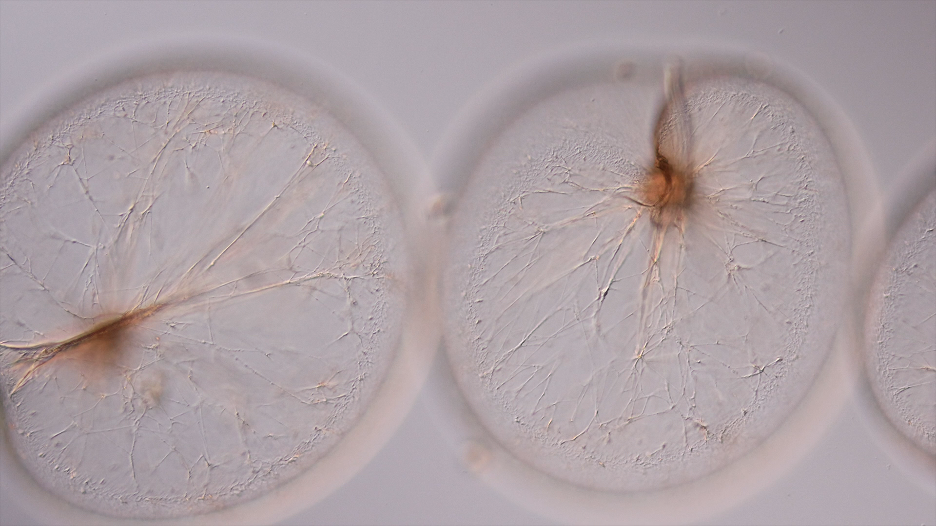 Darstellung von Mikrobiom Balance Set – natürliche Unterstützung für dein Immunsystem