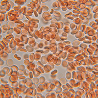 Immune Strength Set Bild zu Eisenbindung -und Transport