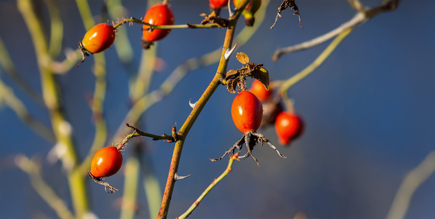 Darstellung von Natural Iron – natürliche Unterstützung für dein Immunsystem