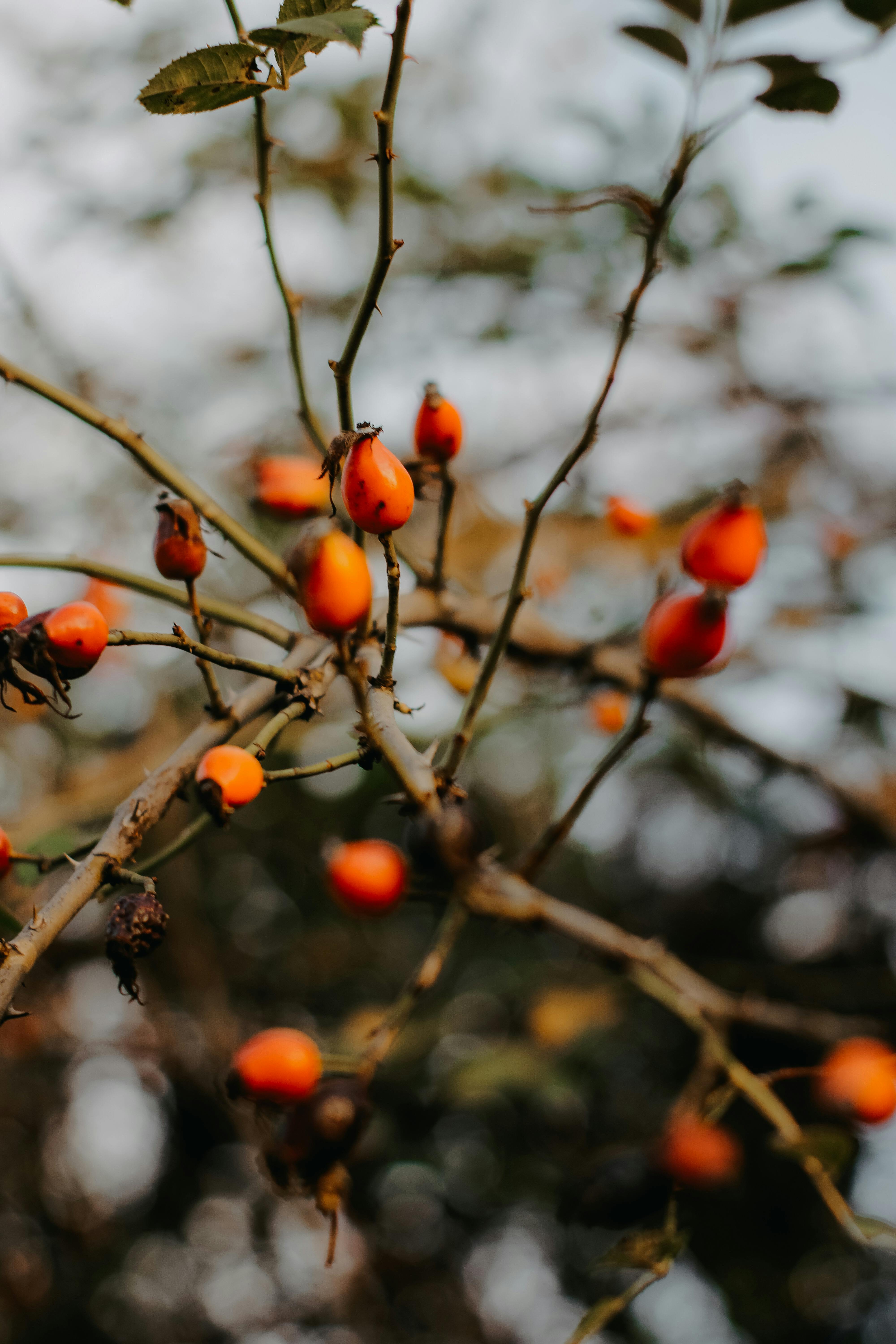 hagebutte wirkung blutzucker