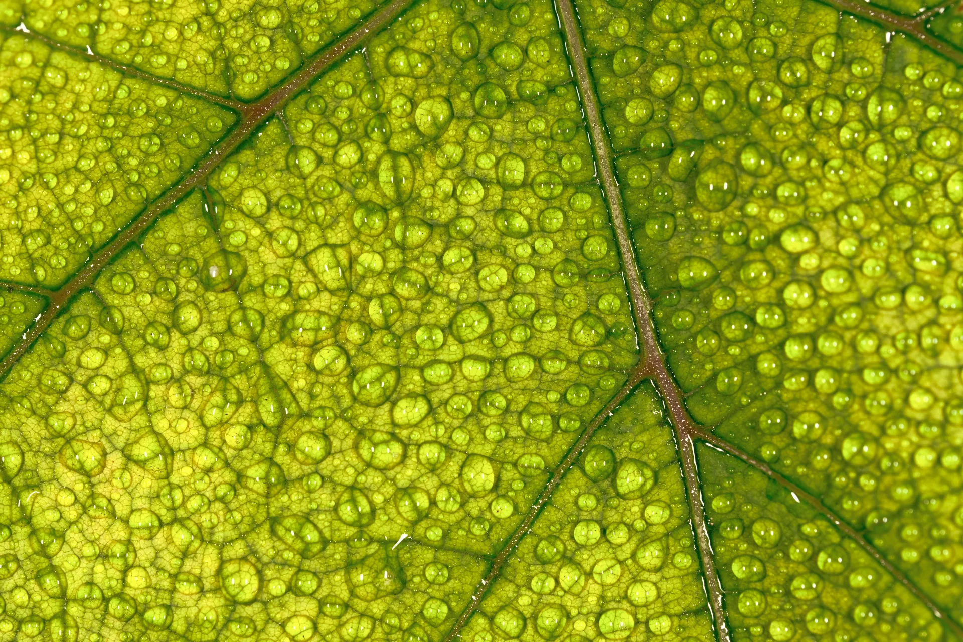Gelenk Komplex Bild zu Hochwertige Gelenk-Matrix mit MSM & Hyaluronsäure