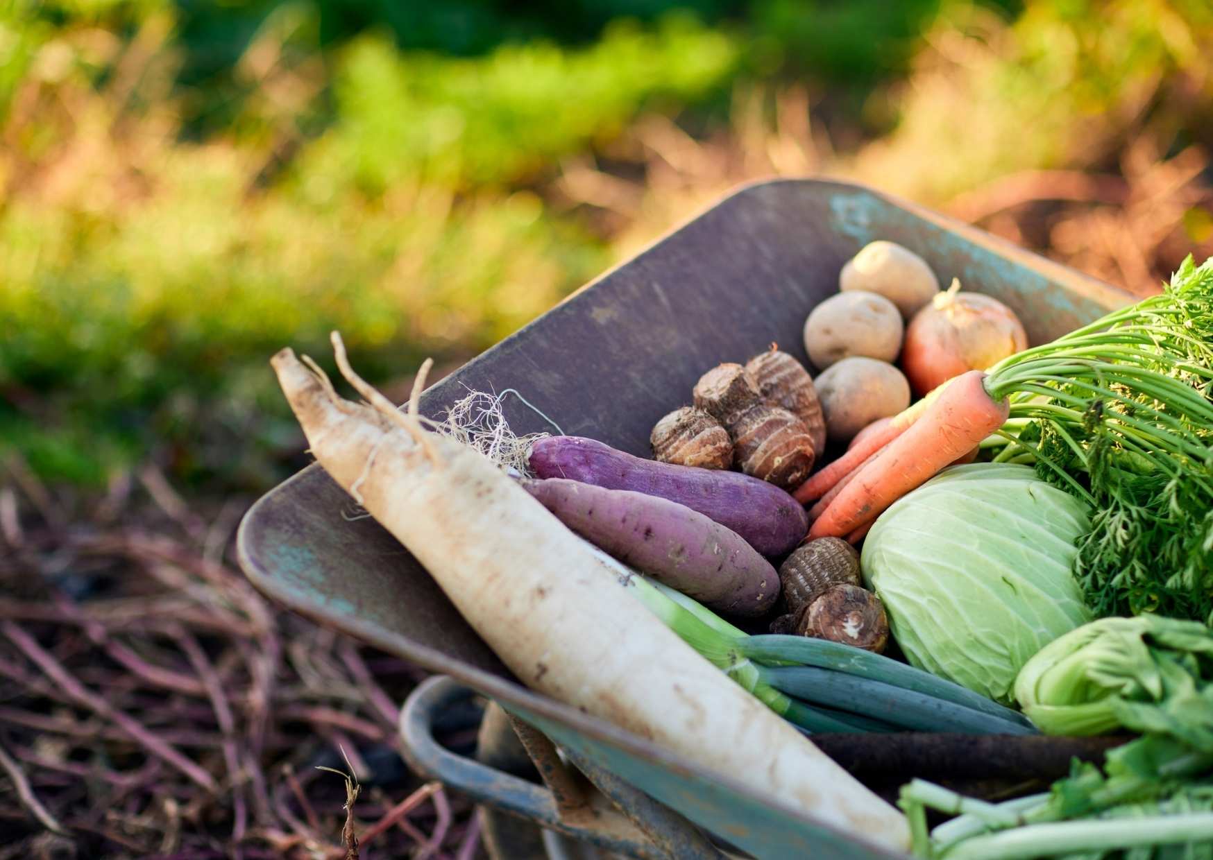 Veganuary: Gesund vegan durch den Januar mit der richtigen Nährstoffversorgung
