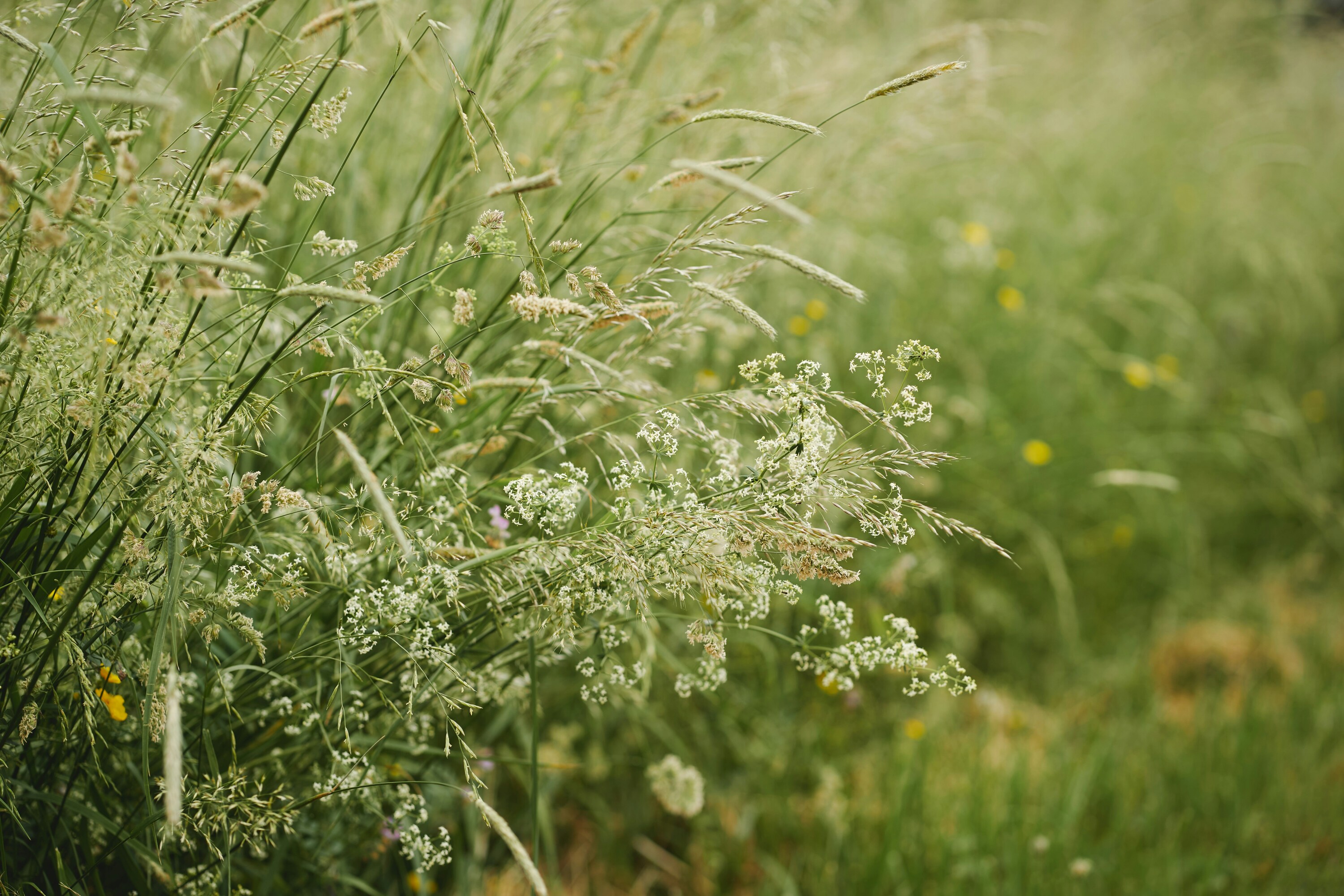 fruehling allergien pollen kategorie