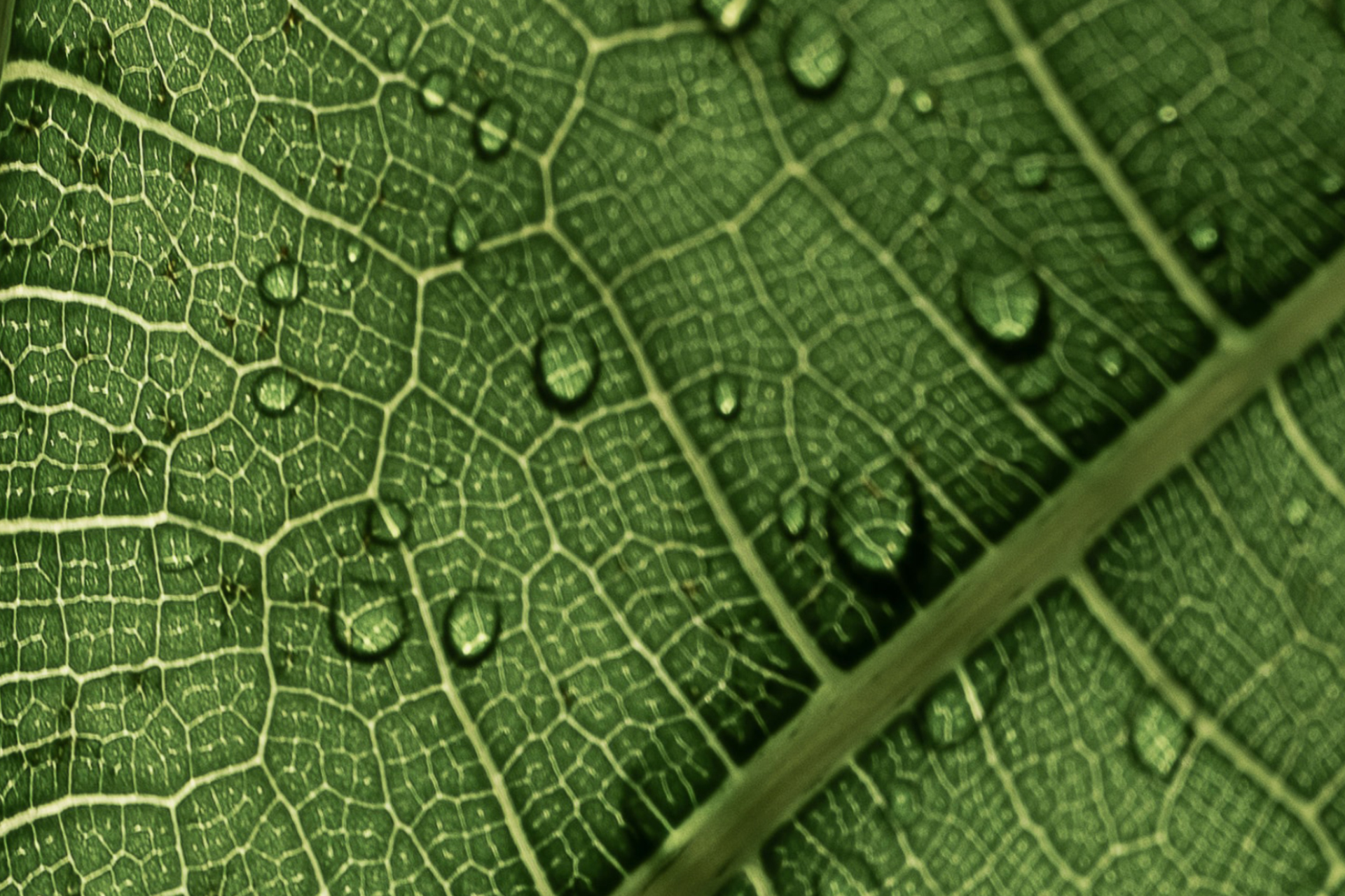 Veganuary: So bleibst Du mit Vitamin B12, Omega-3 und Aminosäuren bestens versorgt 