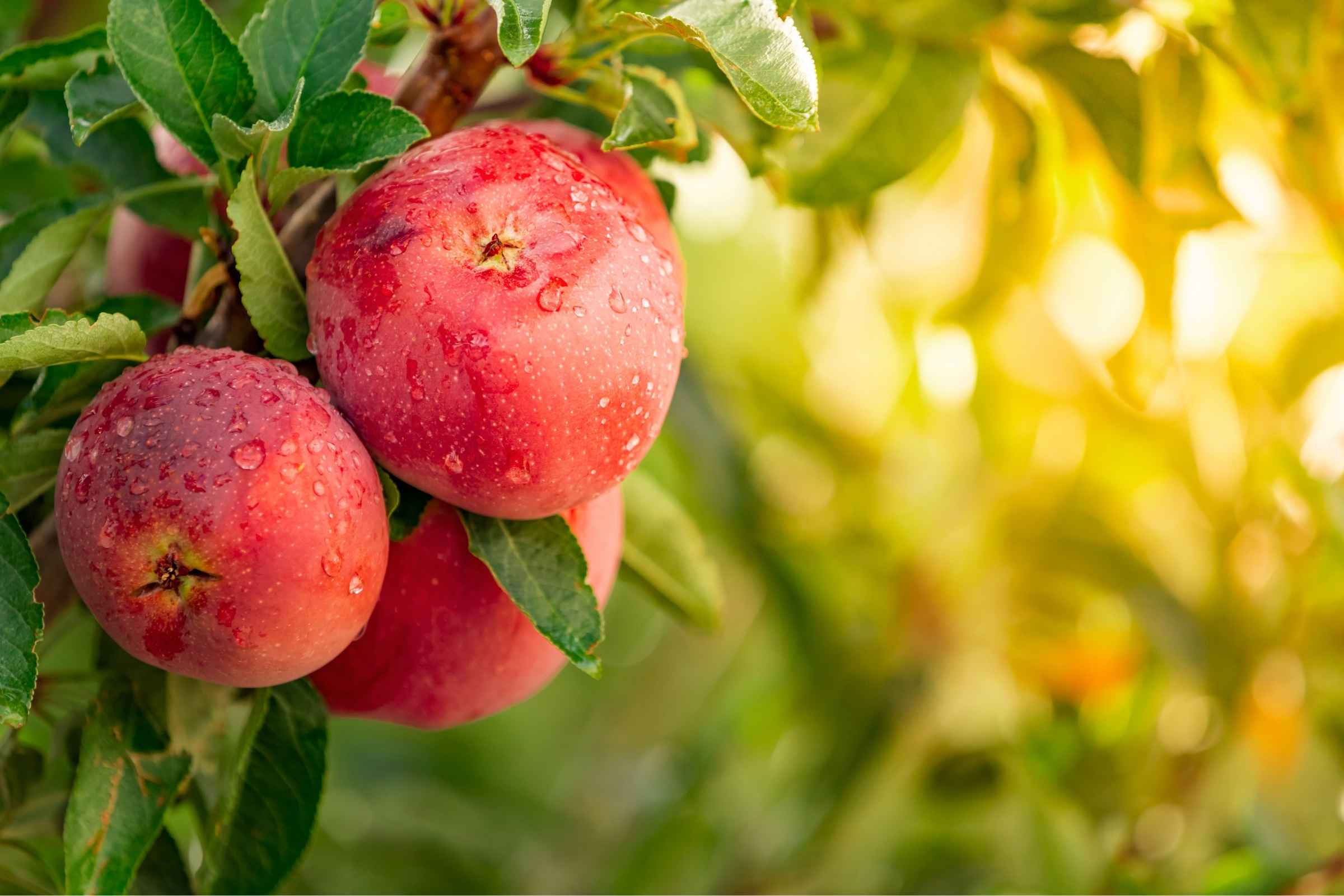Apfelessig – Natürliches Multitalent für Gesundheit & Wohlbefinden