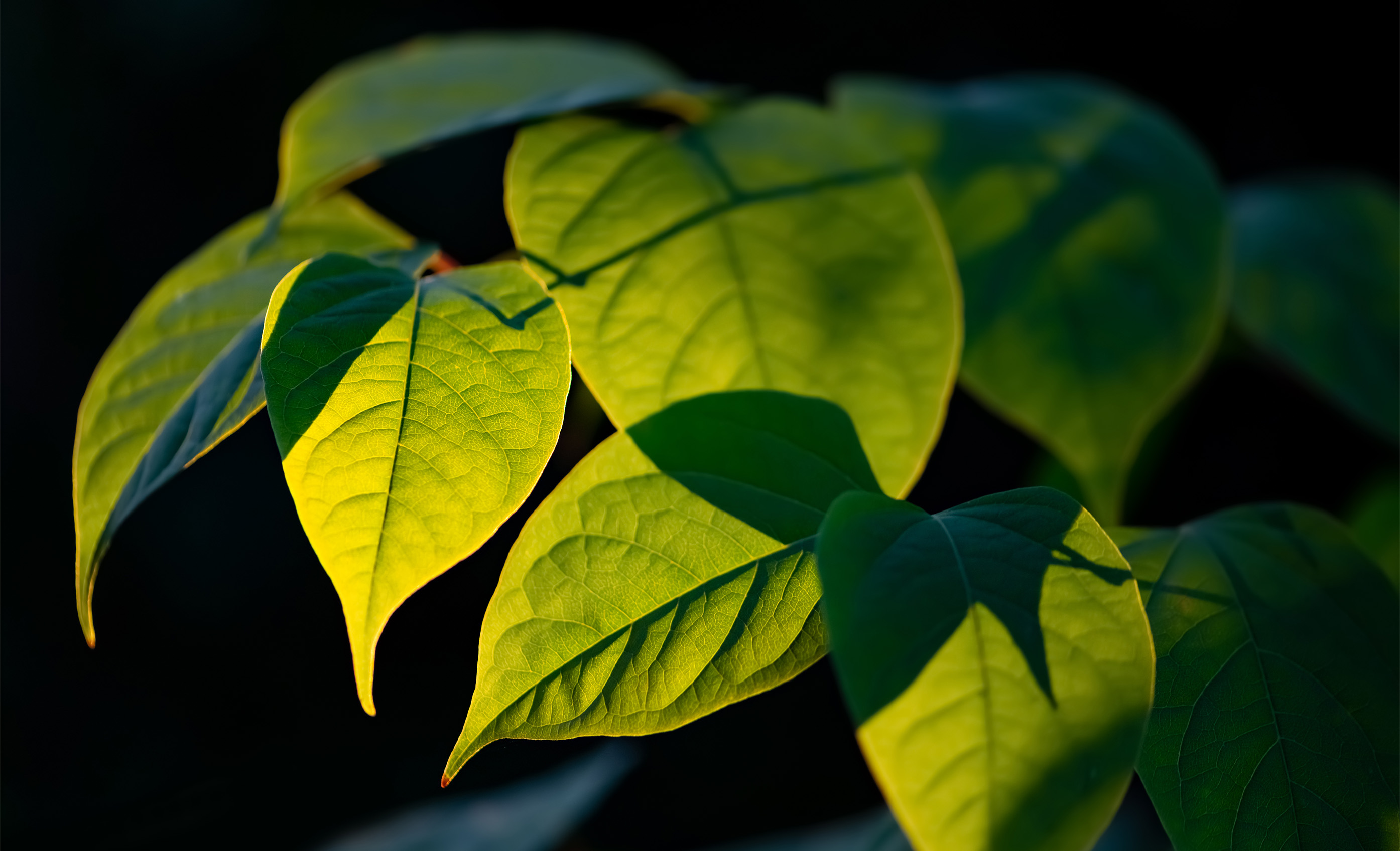 Übersicht der Inhaltsstoffe von Resveratrol Longevity – natürlich & rein