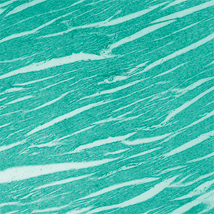 Kollagen Bild zu 100% Rohstoffqualität