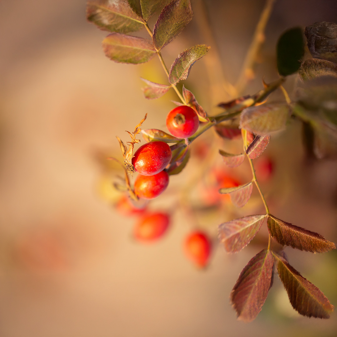 Symbolbild für FAQ zu Blutzucker Komplex – Antworten auf deine Fragen