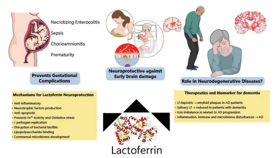 Neuroprotektive Rolle von Lactoferrin