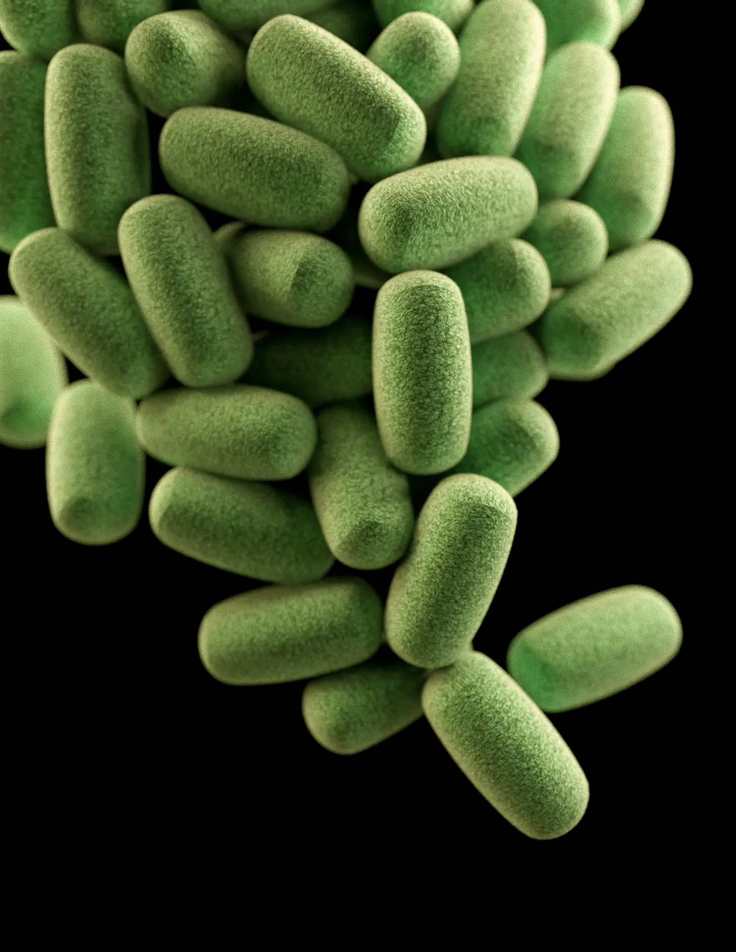 L-Glutamin Baobab Pulver Bild zu Ballaststoffreiche Unterstützung