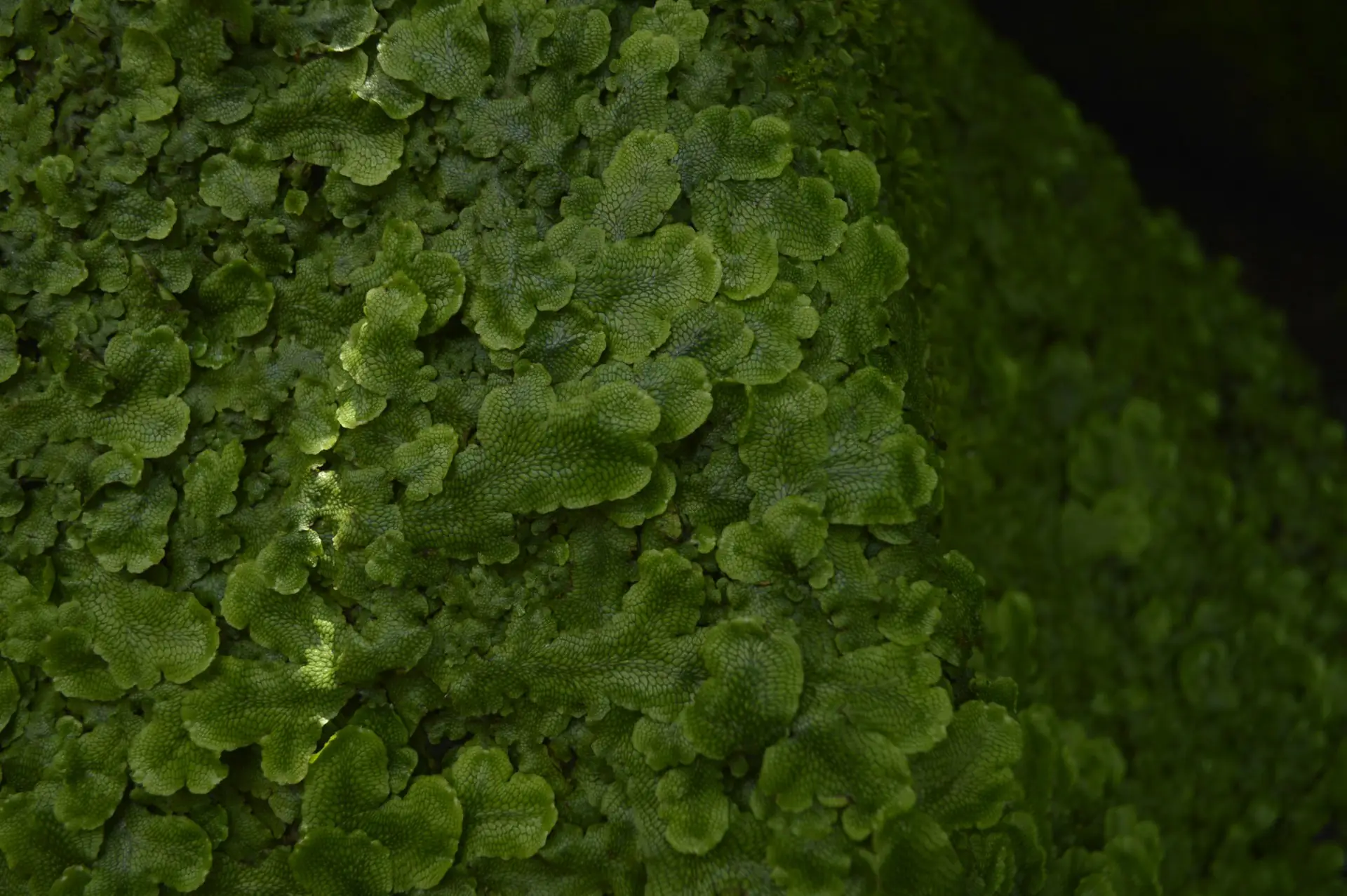 probiotika mikrobielle balance