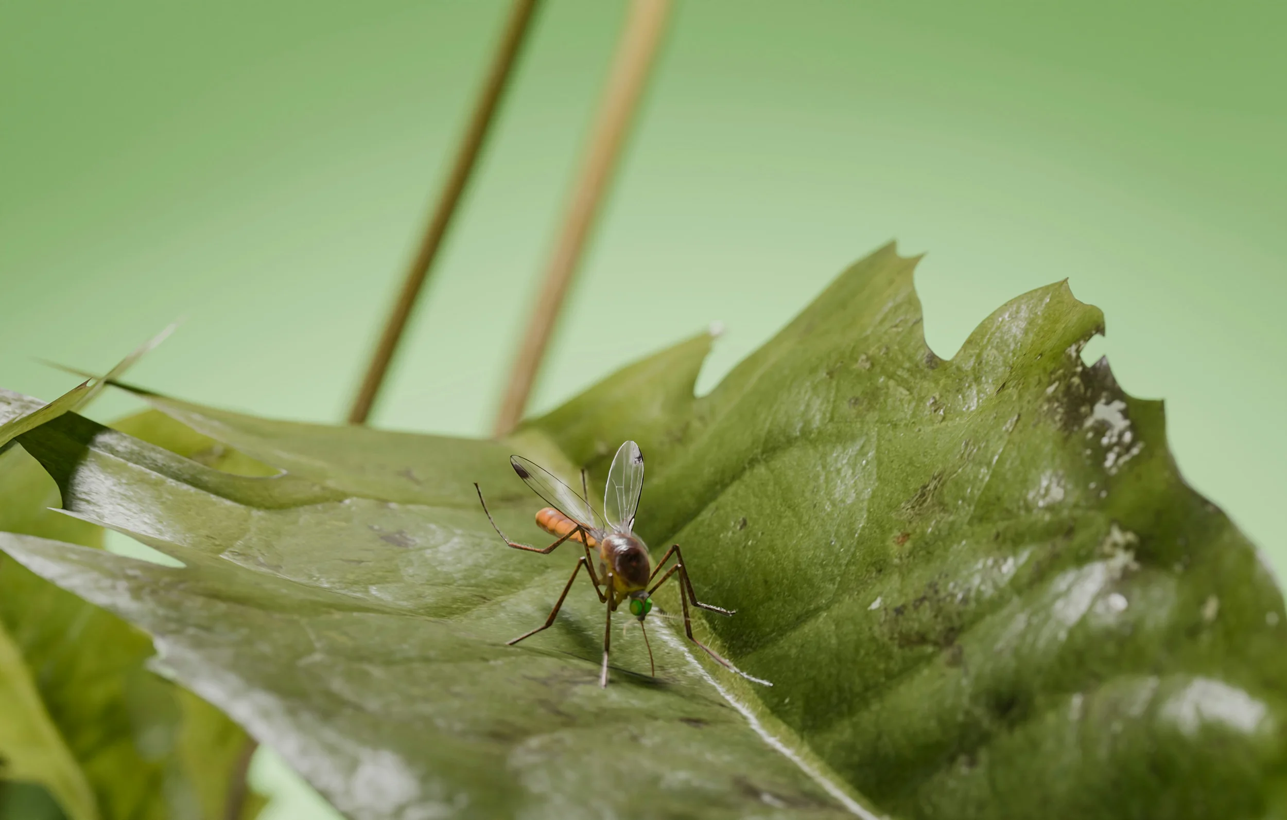 Malaria und Lactoferrin: Was zeigt der aktuelle Stand der Forschung?